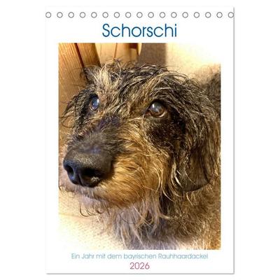 Schorschi – Ein Jahr mit dem bayrischen Rauhhaardackel (Tischkalender 2026 DIN A5 hoch), CALVENDO Monatskalender