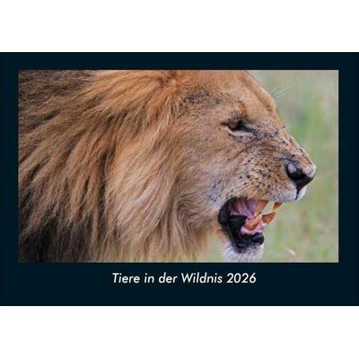 Tiere in der Wildnis 2026 Fotokalender DIN A4