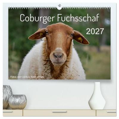 Coburger Fuchsschaf (hochwertiger Premium Wandkalender 2027 DIN A2 quer), Kunstdruck in Hochglanz
