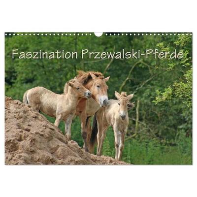 Faszination Przewalski-Pferde (Wandkalender 2027 DIN A3 quer), CALVENDO Monatskalender