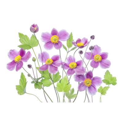 Fototapete PAPERMOON "Photo-Art MANDY DISHER, ANEMONE 'HADSPEN FÜLLE'", bunt, B:4m L:2,6m, Vlies, Tapeten