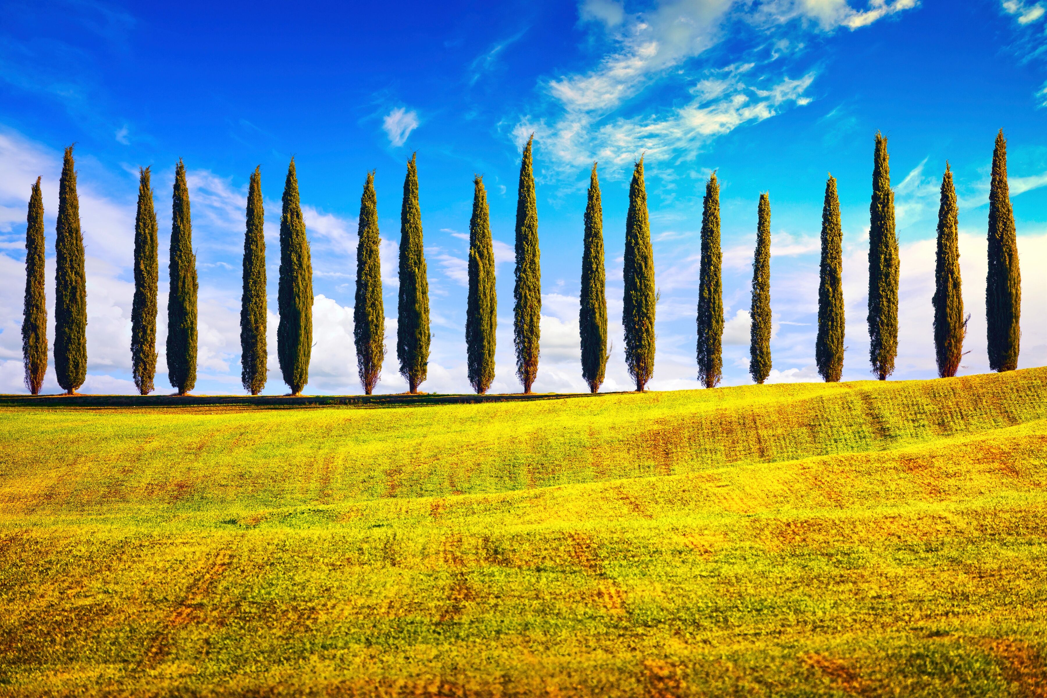 Fototapete PAPERMOON "Pappeln am Feld", bunt, B:3m L:2,23m, Vlies, Tapeten, Fototapete