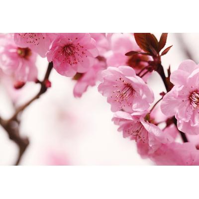 Fototapete PAPERMOON "Peach Blossom", bunt, B:4m L:2,6m, Vlies, Tapeten