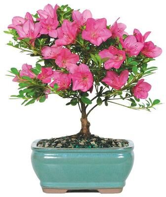 From You Flowers Pink Azalea Bonsai