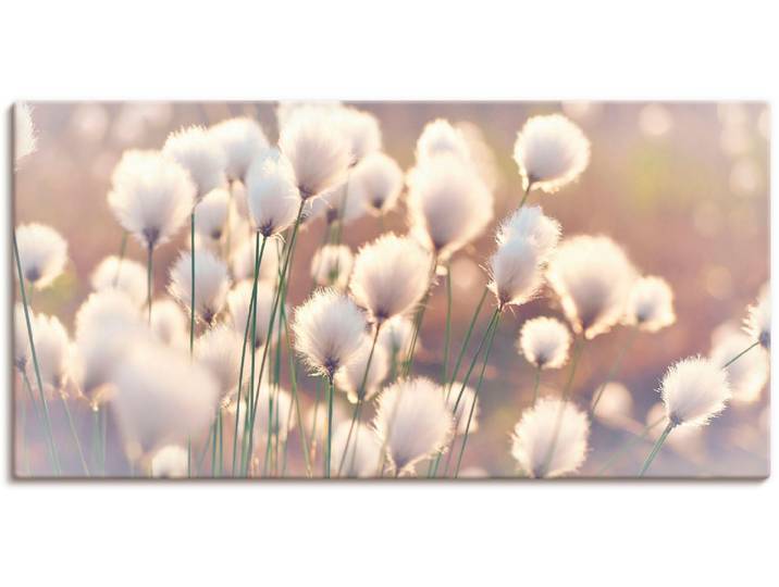 Wandbild ARTLAND Wollgraszauber im Moor , beige (farbe bild(er): naturfarben), B:100cm H:50cm, Bilder, Wandbild, als Alubild, Leinwandbild, Poster in verschied. Grössen