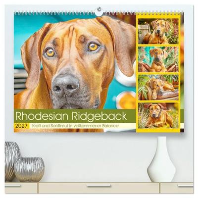 Rhodesian Ridgeback. Kraft und Sanftmut in vollkommener Balance (hochwertiger Premium Wandkalender 2027 DIN A2 quer), Kunstdruck in Hochglanz