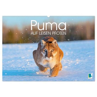 Puma: Auf leisen Pfoten (Wandkalender 2026 DIN A2 quer), CALVENDO Monatskalender