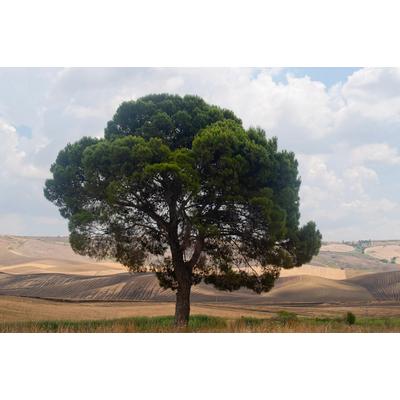 Fototapete PAPERMOON "Baum in Landschaft", bunt, B:3,5m L:2,6m, Vlies, Tapeten