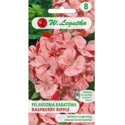 Beetgeranie Divas F1 – Raspberry Ripple – bunt, orange-rot