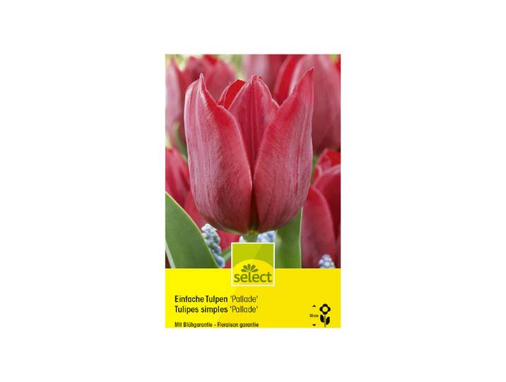 Select Blumenzwiebel Einfache Tulpen Pallade ' 10 Stück'
