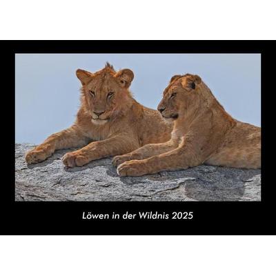 Löwen in der Wildnis 2025 Fotokalender DIN A3