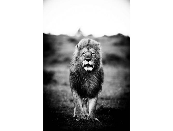 Wandkraft Bild Wandkraft, Grau, Schwarz, Kunststoff, Tiere, rechteckig, 80x120 cm, einfache und schnelle Anbringung, glänzend, Bilder & Rahmen, Bilder, Sonstige Wandbilder