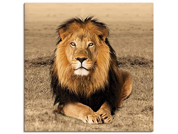 ARTLAND Wanddeko Leinwand Bilder Wandbild 50x50 cm Löwe Tiere Afrika Safari Savanne Steppe Natur Löwenmähne T5RJ
