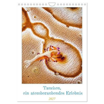 Tauchen, ein atemberaubendes Erlebnis (Wandkalender 2027 DIN A4 hoch), CALVENDO Monatskalender