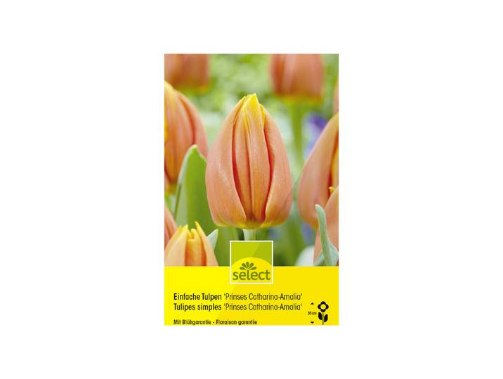 Select Blumenzwiebel Einfache Tulpen Prinses Catharina ' 10 Stück'