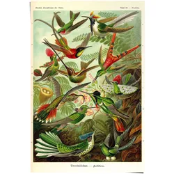 Poster REINDERS "Kolibris Lithografie", bunt (farbe bild(er): mehrfarbig), B:61cm H:91,5cm, Papier, Bilder, Poster