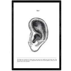 POSTER Anatomie Ohr A4 Rahmenlos