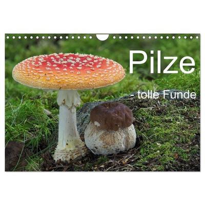 Pilze - tolle Funde (Wandkalender 2026 DIN A4 quer), CALVENDO Monatskalender