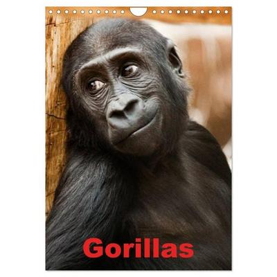 Gorillas (Wandkalender 2026 DIN A4 hoch), CALVENDO Monatskalender