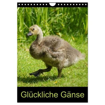 Glückliche Gänse (Wandkalender 2027 DIN A4 hoch), CALVENDO Monatskalender