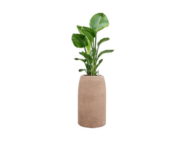Pflanzen Arrangement „Strelitzia nicolai in Colorado“ Baq Design