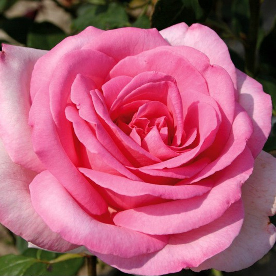 Kordes Eleganza® roos - Rosa 'Sweet Parole'®