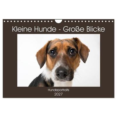 Kleine Hunde - Große Blicke (Wandkalender 2027 DIN A4 quer), CALVENDO Monatskalender