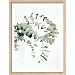 Gerahmtes Bild EUCALYPTUS (BHT 32,50x42,50x2 cm) - bunt - BHT 32,50x42,50x2 cm