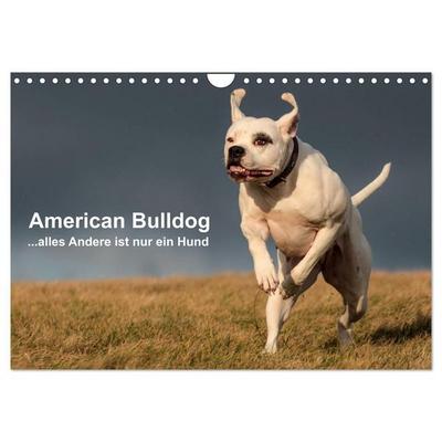 American Bulldog - alles Andere ist nur ein Hund (Wandkalender 2027 DIN A4 quer), CALVENDO Monatskalender