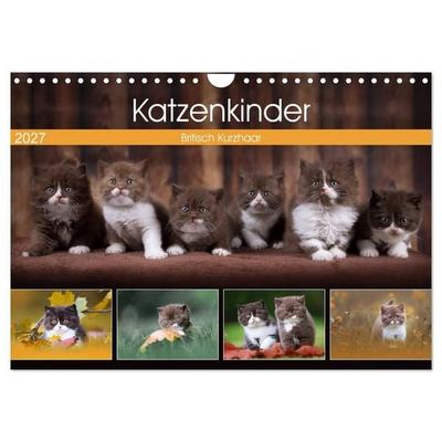 Katzenkinder - Britisch Kurzhaar (Wandkalender 2027 DIN A4 quer), CALVENDO Monatskalender