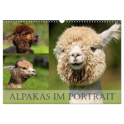 Alpakas im Portrait (Wandkalender 2026 DIN A3 quer), CALVENDO Monatskalender
