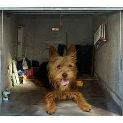Scheurich Garagentorplane Hund, für Schwing- und Sektionaltore