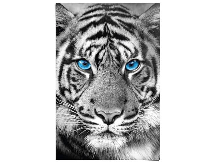 Poster Tijger 91,5 x 61