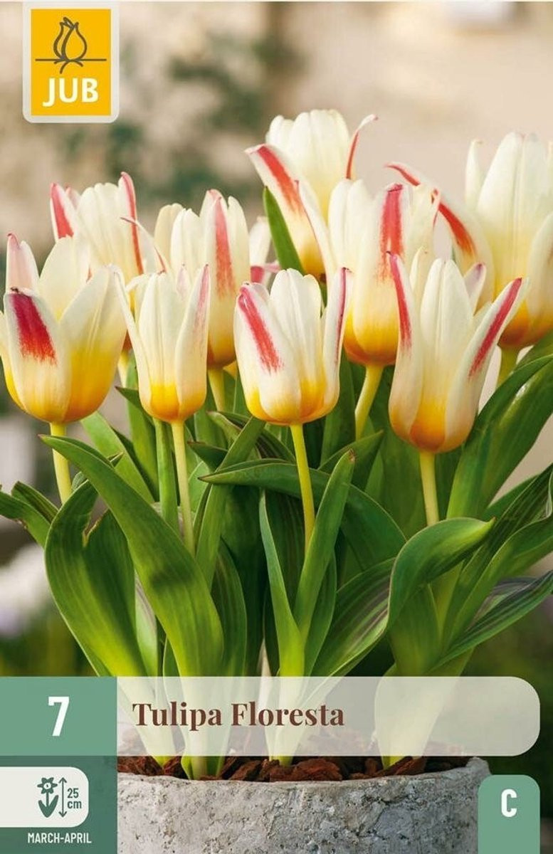 Tulipa floresta 7 stuks JUB