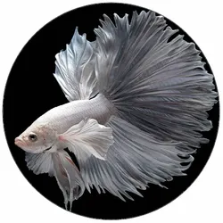 Essbares Papier Weiße Závojnatka 19,5 cm