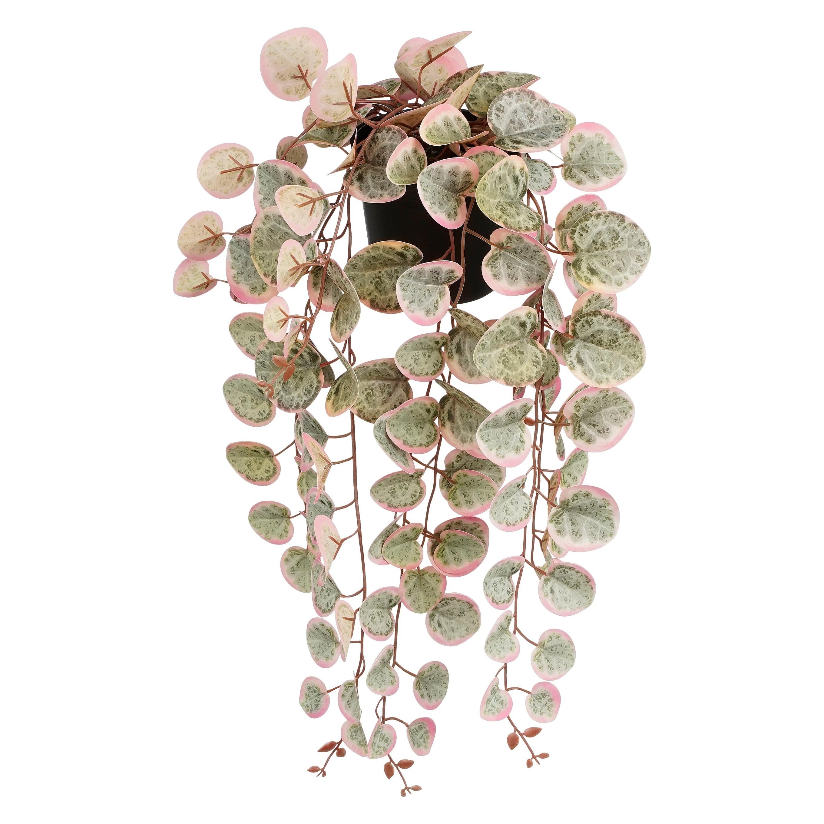 Mica Decorations Ceropegia Woodii (10 cm) (1151041)