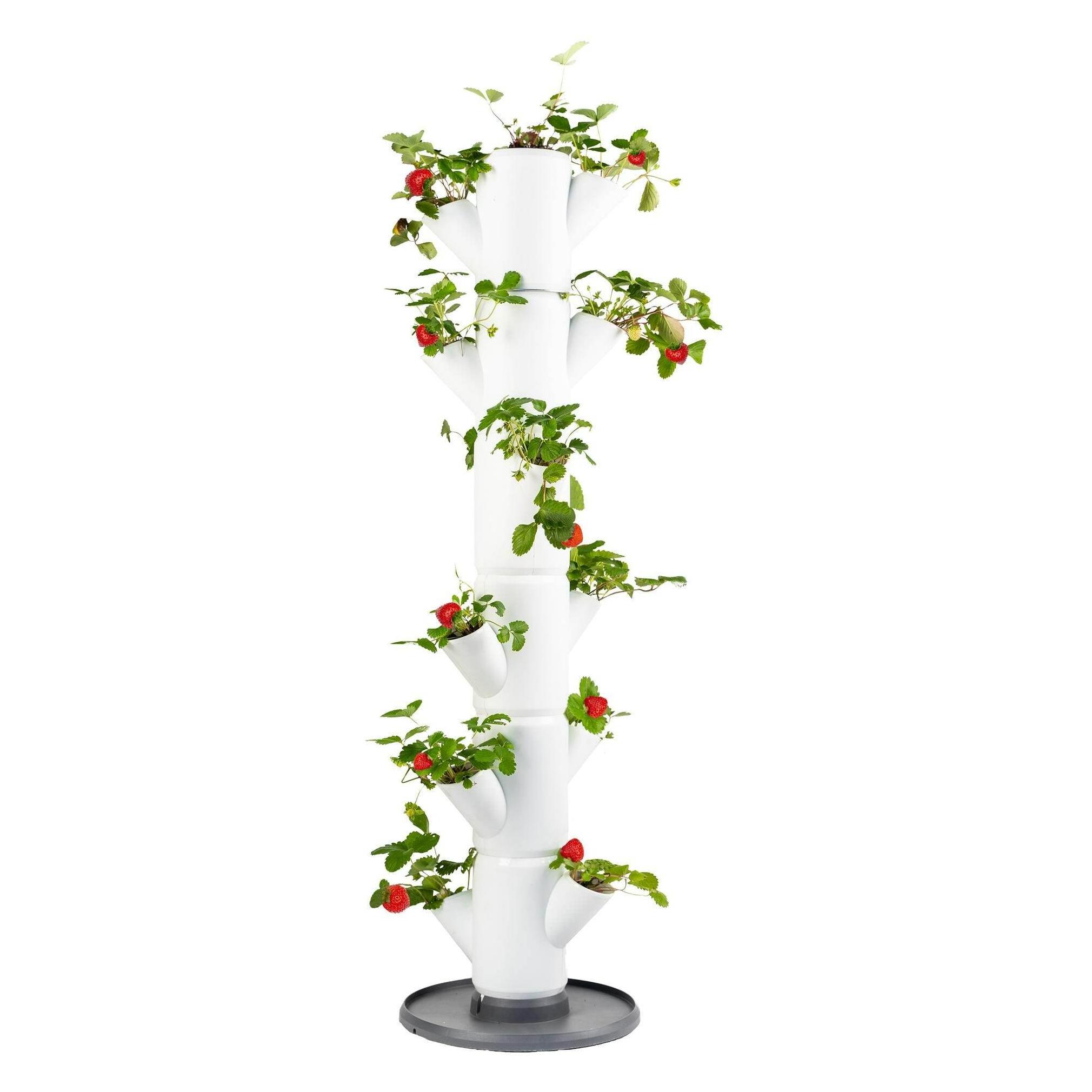 Gusta Garden Sissi Strawberry (27 x 27 x 113 cm) (100519)