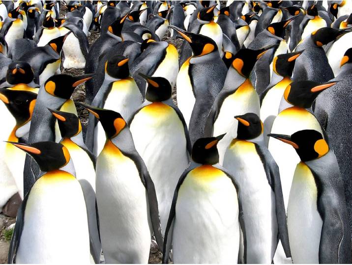 Papermoon Pinguine