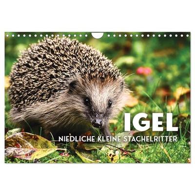 Igel - Niedliche kleine Stachelritter (Wandkalender 2027 DIN A4 quer), CALVENDO Monatskalender