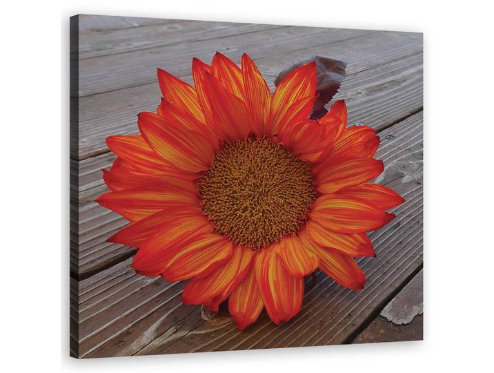 Feeby Wandbild orangefarbene sonnenblume, Orange, Floral, Rechteckig, 50x50 cm, Bilder & Rahmen, Bilder, Leinwandbilder