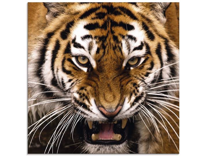 Glasbild ARTLAND Tiger Kopf , bunt (farbe bild(er): bunt), B:30cm H:30cm, Bilder, Glasbild, in verschiedenen Grössen