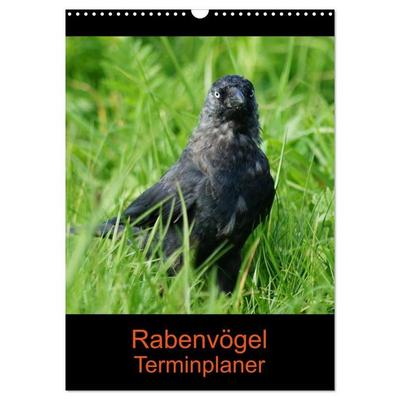 Rabenvögel Terminplaner (Wandkalender 2027 DIN A3 hoch), CALVENDO Monatskalender
