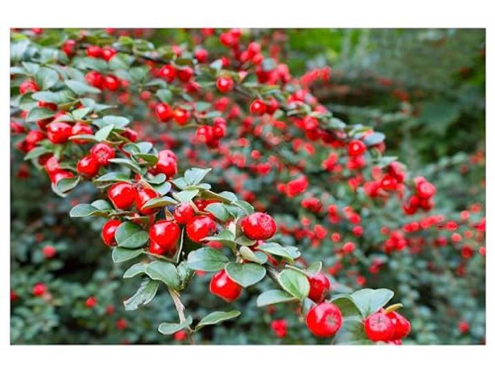 Stauden Gänge 50 x Cotoneaster dammeri 'Coral Beauty' Teppichmispel Immergrüner Bodendecker für Sonne bis Halbschatten, Blüte Mai bis Juni, mehrjährig, 9x9 cm Topf
