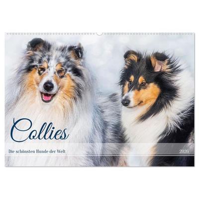 Collies - die schönsten Hunde der Welt (Wandkalender 2026 DIN A2 quer), CALVENDO Monatskalender