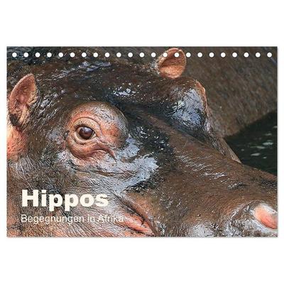 Hippos - Begegnungen in Afrika (Tischkalender 2026 DIN A5 quer), CALVENDO Monatskalender