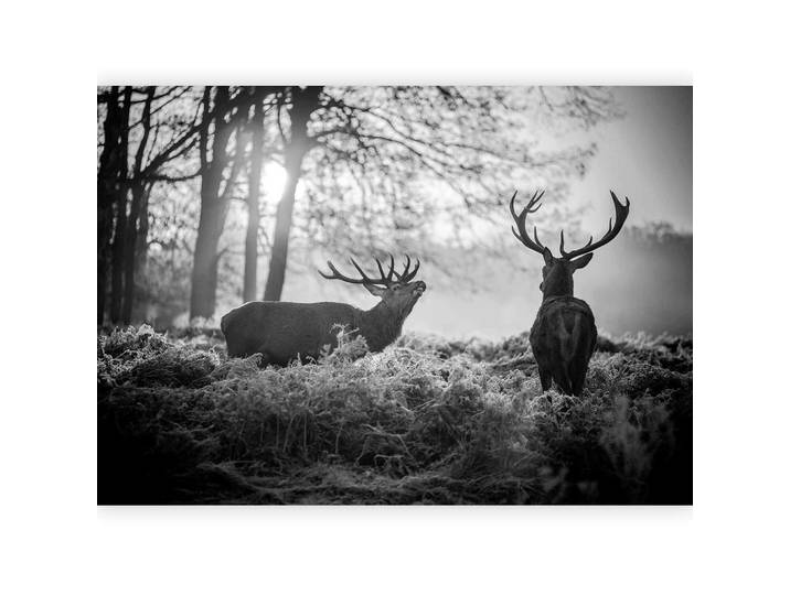 Fototapete Deers in the Morning Grau/Schwarz