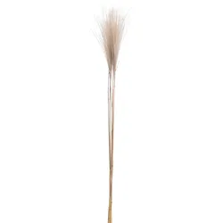 Pampasgras COUNTRY (H 90 cm) - H 90 cm