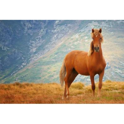 Fototapete PAPERMOON "Pferd", bunt, B:2,5m L:1,86m, Vlies, Tapeten