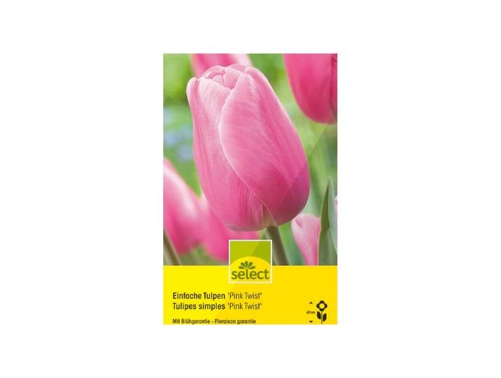 Select Einfache Tulpen Pink Twist