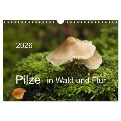 Pilze in Wald und Flur (Wandkalender 2026 DIN A4 quer), CALVENDO Monatskalender